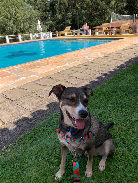 hotel em atibaia que aceita pet